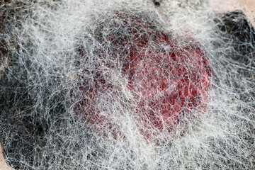 Sporiferous fruit mold