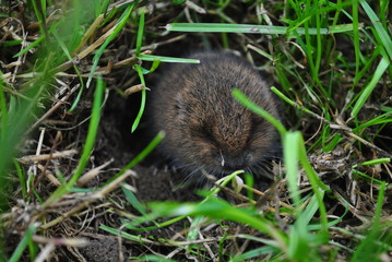 Feldmaus / Maus 