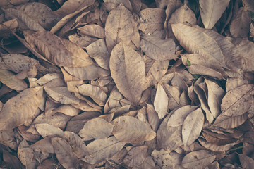 Dry leaf on floor background 