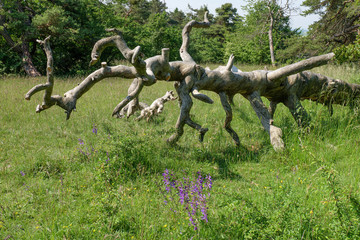 Abgestorbener Baum (Kiefer) in Landschaft