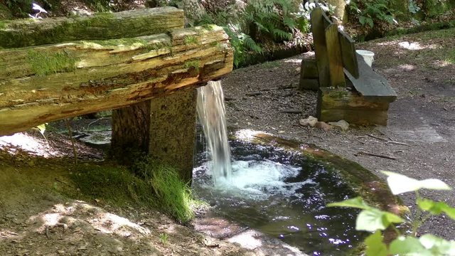 Quellbrunnen im tiefen Wald