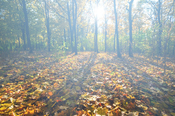 quiet scene, autumn park with dry maple leaves