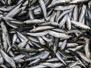freshly caught sardines in fish market