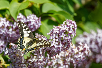 Le machaon