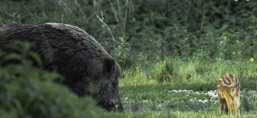 Wildschwein Sus scrofa