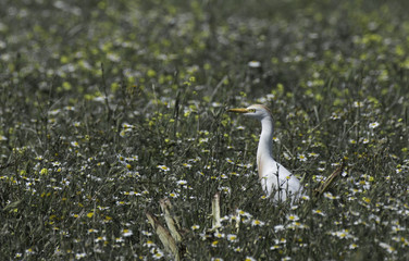 Kuhreiher bubuculus ibis
