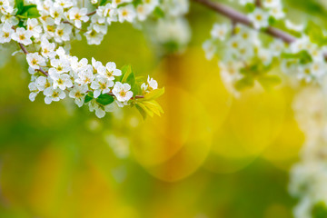 Ornamental garden with majestically blossoming large trees on a fresh green lawn
