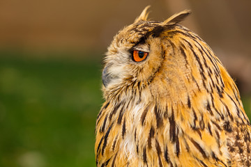 Uhu