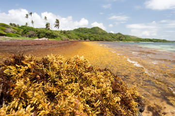 Large quantities of Sargassum seaweed lay ashore at the 