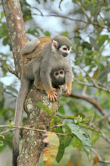 Playful Squirrel monkey (Saimiri sciureus) in the rainforest of South America