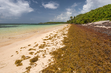 Large quantities of Sargassum seaweed lay ashore at the 