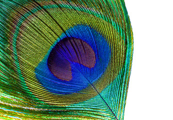 Peacock feather eye abstract closeup on isolated white background..
