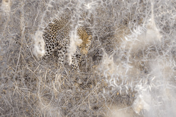 Obraz premium Lampart w Parku Narodowym Krugera w RPA; Gatunek Panthera pardus z rodziny kotowatych