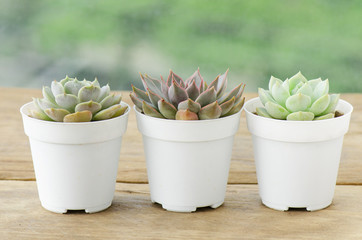 Mini Succulent plant in white plastic pot on wood top table background