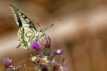Le machaon
