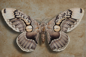 Fototapeta na wymiar brown butterfly on old paper background