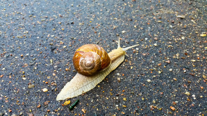 A snail with a large shell crawls along the asphalt