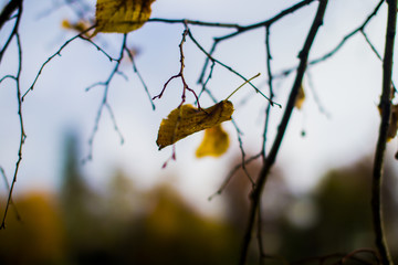 Autunno
