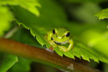 A small tree-frog facing the front