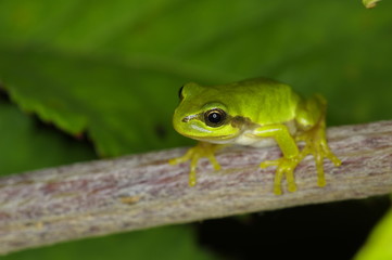 Frog aiming at prey