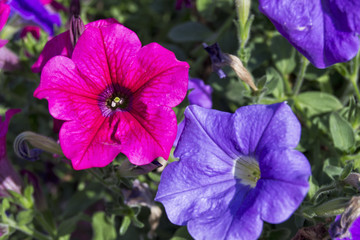 colorfull petunia flowers
