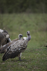 Portrait of a vulture in Africa