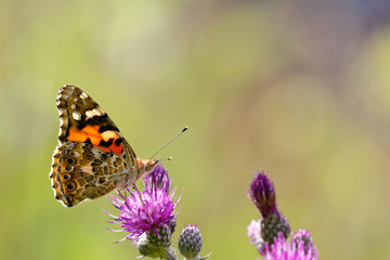 Vanesse des chardons