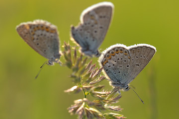 Fototapeta na wymiar blue butterfly in the nature