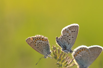 blue butterfly in the nature