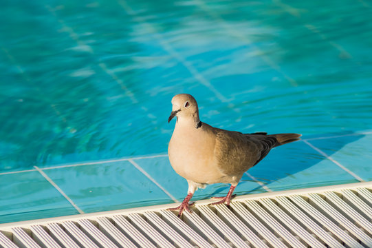 Pigeon at the edge of a pool along the water with attentive