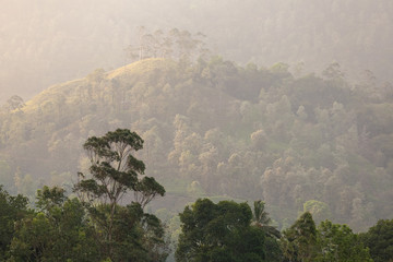 Rain forest. Tropical landscape, green trees at sunset