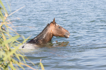 Fototapeta premium Appaloosa Pferd beim Schwimmen