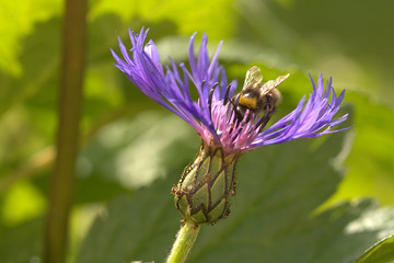 mountain knapweed in the meadow