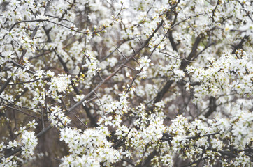 White flowers on tree