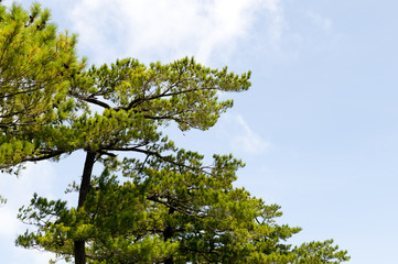 琉球松と青空