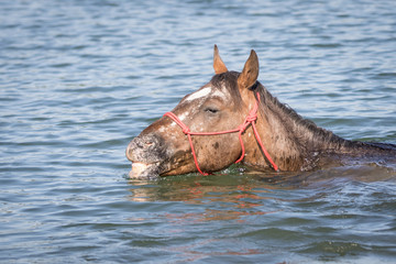 Appaloosa Pferd beim Schwimmen