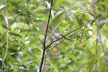 Blue-winged Minla (Siva cyanouroptera orientalis) in Da lat, Vietnam
