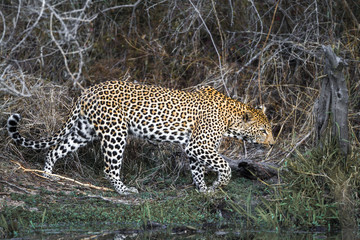 Leopard in Kruger National park, South Africa ; Specie Panthera pardus family of Felidae