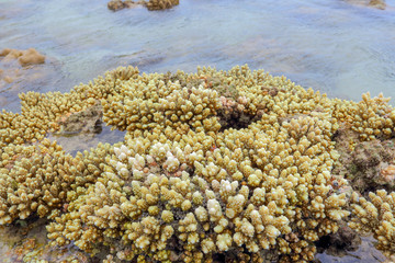 Coral Koh Kham, Thailand.
