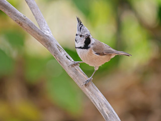 Crested tit (Lophophanes cristatus) Titmouse isolated in the forest