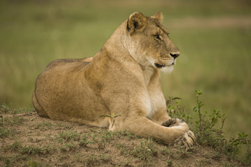 Fototapeta na wymiar A portrait of a lioness relaxing on grass in a park in Africa