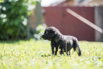 Sarplaninac dog puppie sitting in garden. Puppy of collie breed isolated