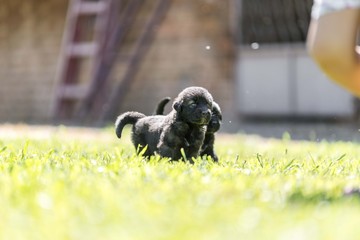 Sarplaninac dog puppie sitting in garden. Puppy of collie breed isolated