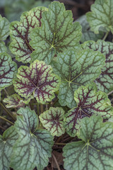 Heuchera 'Green Spice' - Purpurglöckchen