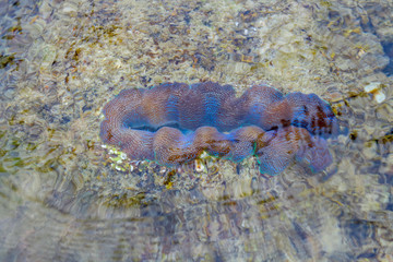 Coral Koh Kham, Thailand.