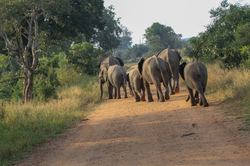 Fototapeta na wymiar Elephants in South Africa