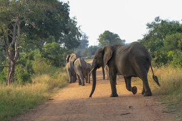 Naklejka na ściany i meble Elephants in South Africa
