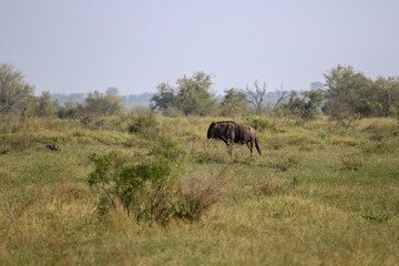 Safari Animals