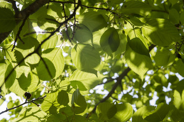 The sunlight through the leaves