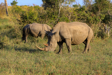 Fototapeta premium Rhinoceros Grazing